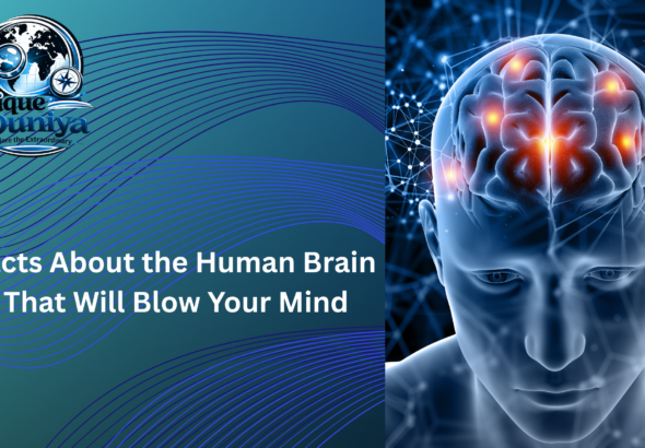 human brain facts
