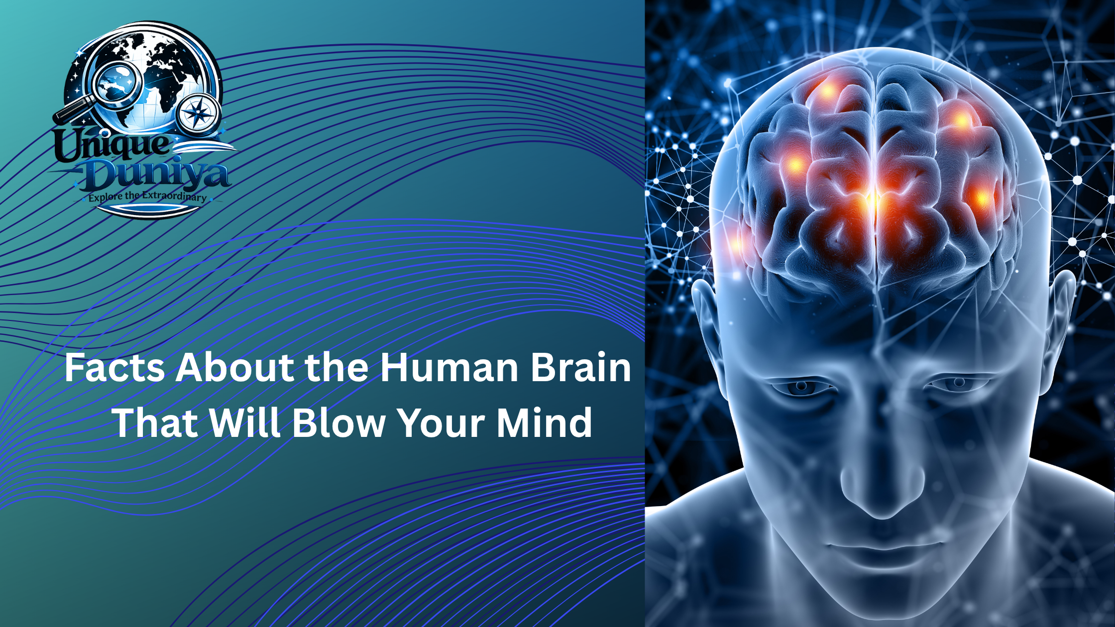 human brain facts