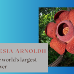 Rafflesia arnoldii