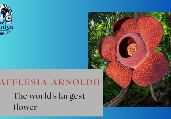 Rafflesia arnoldii