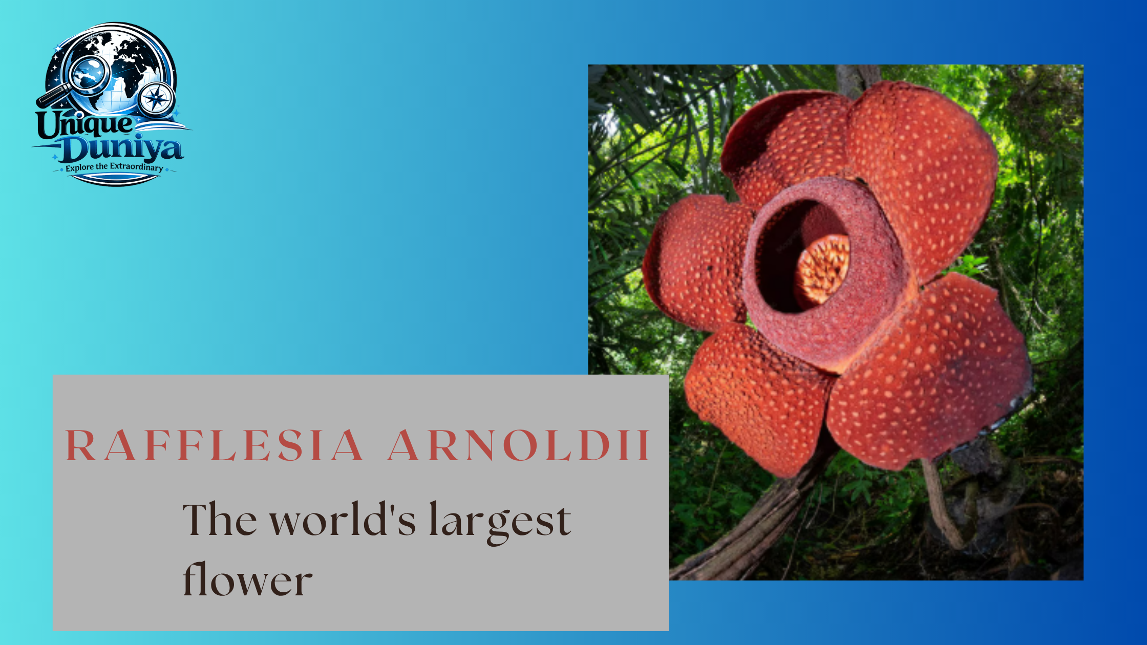 Rafflesia arnoldii