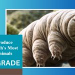 Tardigrades water bear