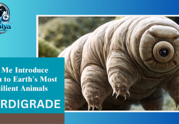 Tardigrades water bear
