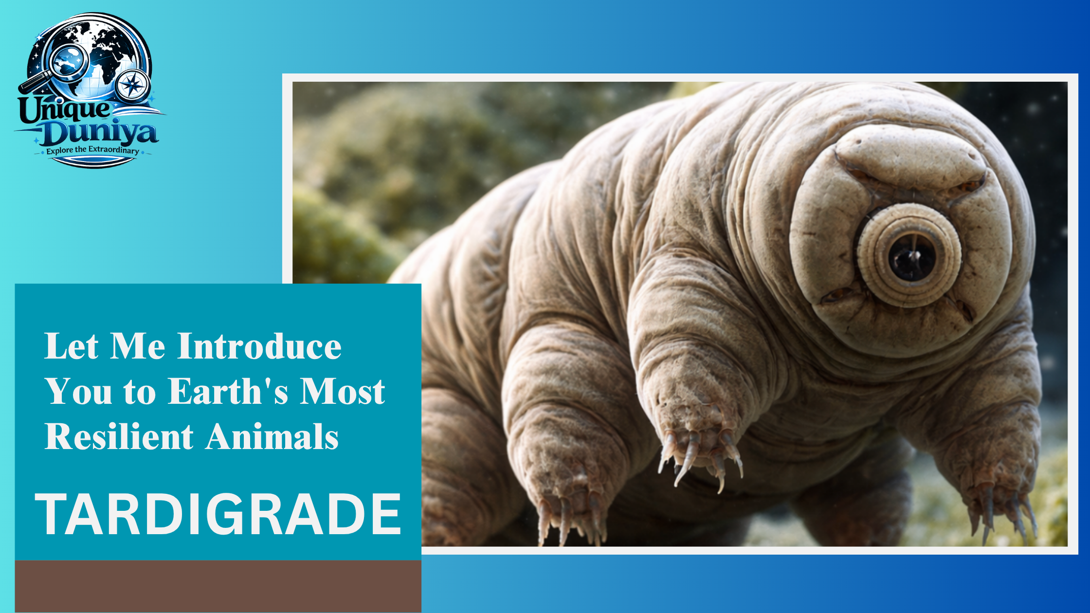 Tardigrades water bear