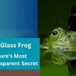 A glass frog