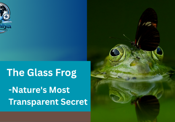 A glass frog