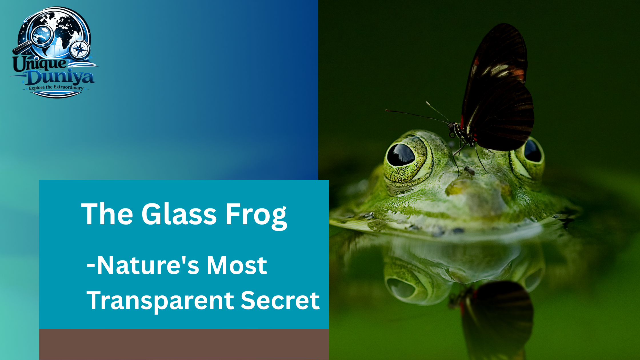 A glass frog